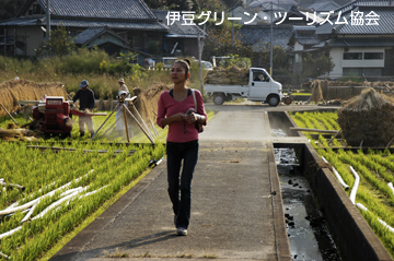 田んぼの散歩