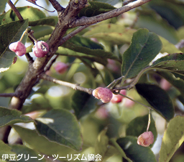 マユミ