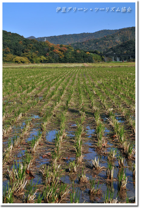 冬を待つ田んぼ