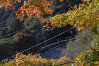 牧場の家から宇久須へ下る道沿いの紅葉