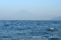 朝靄の富士を安良里沖から