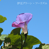 最後の一輪..琉球朝顔12月16日まで咲く