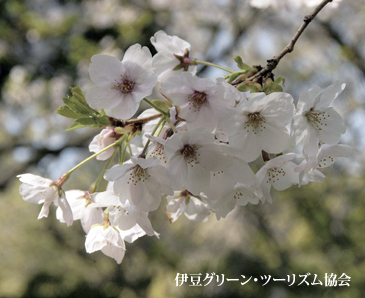 桜....海岸