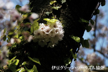 桜...公園