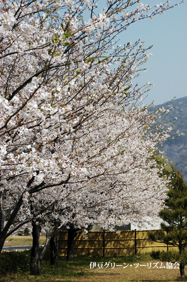 桜...公園
