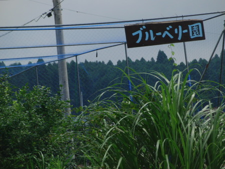 ちゃの生さんへブルーベリー狩りに家族と行ってきました