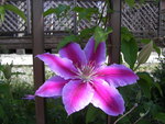 庭の花々♪