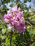 庭の花々♪