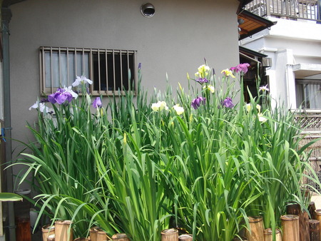 午後のひと時近所のお宅まで散歩・菖蒲を見学
