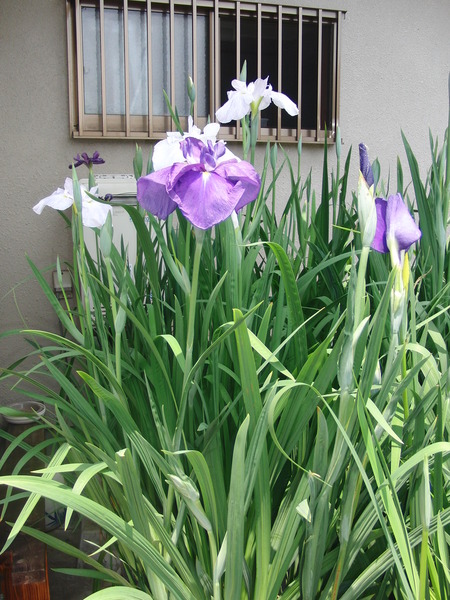 午後のひと時近所のお宅まで散歩・菖蒲を見学