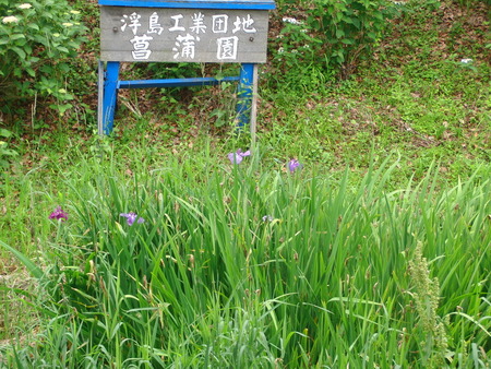 お家に帰りたくなった利用者様と菖蒲園見学の下見に