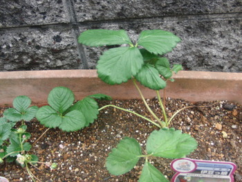 我が家の菜園