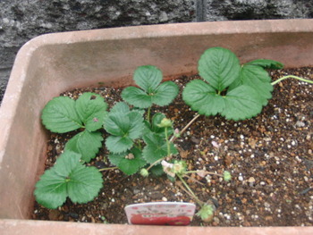 我が家の菜園