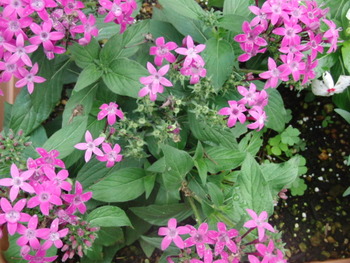 我が家の菜園