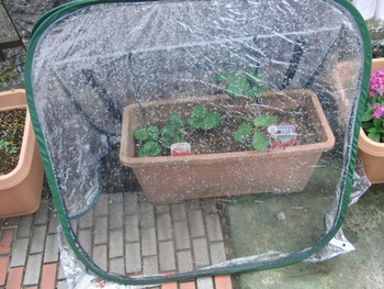 我が家の菜園