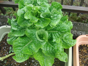 我が家の菜園