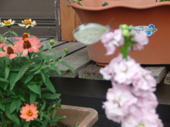 我が家の菜園