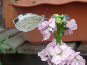 我が家の菜園