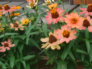 我が家の菜園
