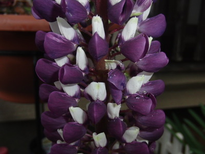 自宅の花壇