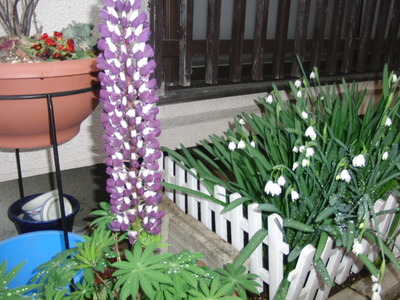 自宅の花壇