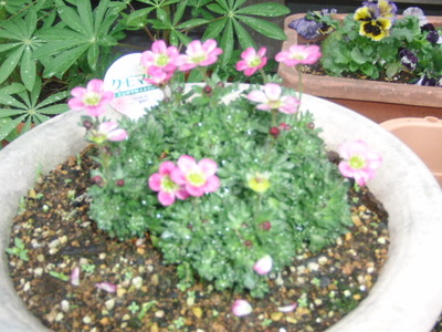 自宅の花壇
