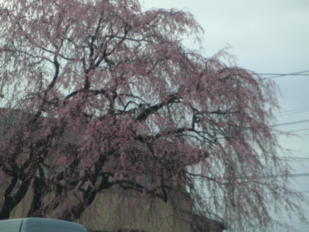 しだれ桜が満開です