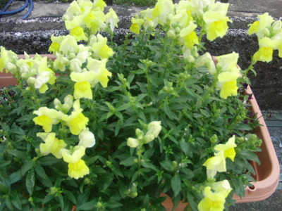 わが家の花々