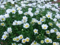 わが家の花々