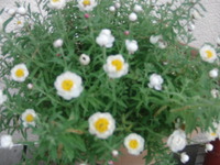 わが家の花々