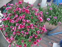 わが家の花々