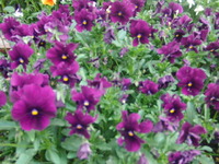 わが家の花々