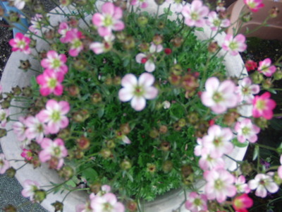 わが家の花々