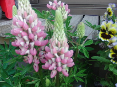 わが家の花々