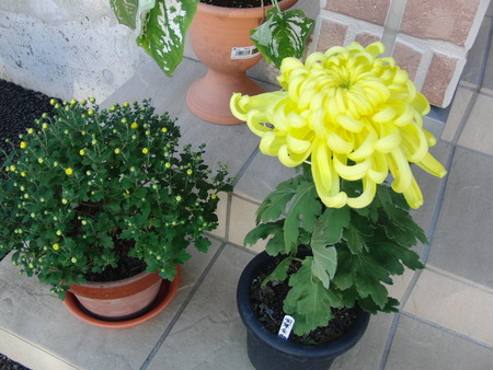 全国商工会議所女性会から賞状が届く・菊の花に癒されて