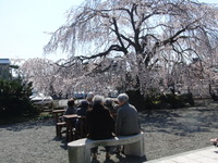 今日は花見出かけました。お昼は花見御膳で祝いましょう。