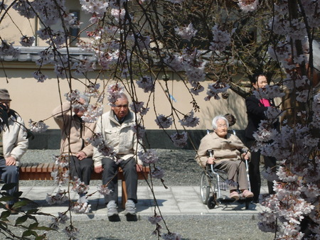 今日は花見出かけました。お昼は花見御膳で祝いましょう。