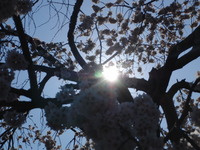 今日は花見出かけました。お昼は花見御膳で祝いましょう。