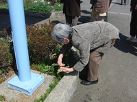 今日は花見出かけました。お昼は花見御膳で祝いましょう。