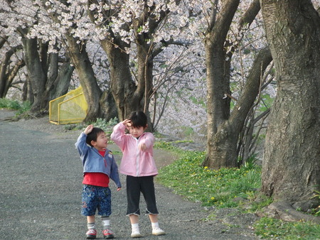 自宅近く須津川の桜並木を孫とお散歩