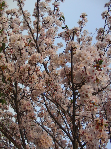 自宅近く須津川の桜並木を孫とお散歩