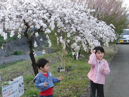 自宅近く須津川の桜並木を孫とお散歩