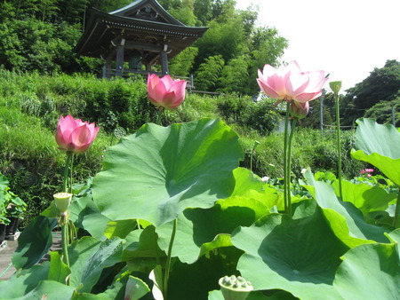 朝一番蓮興寺の水蓮を見学に・境内はとってもきれい！