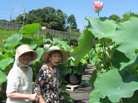 朝一番蓮興寺の水蓮を見学に・境内はとってもきれい！