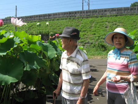 朝一番蓮興寺の水蓮を見学に・境内はとってもきれい！