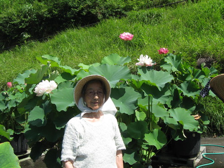 朝一番蓮興寺の水蓮を見学に・境内はとってもきれい！