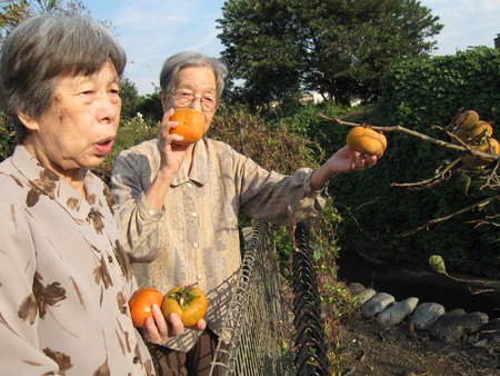 柿の収穫・すぐ裏にお住まいのスタッフの好意で収穫