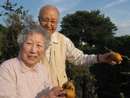 柿の収穫・すぐ裏にお住まいのスタッフの好意で収穫