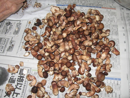 間引きした小粒の生しいたけをきれいにし乾燥・佃煮にします