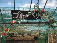 昨日は春山ハーブ・フラワー園3周年のイベントに皆さんで参加
